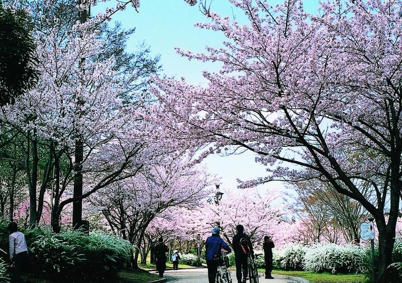 麓の鏡山公園は桜の名所としても有名です。30種類余り、約700本の桜で彩られます。