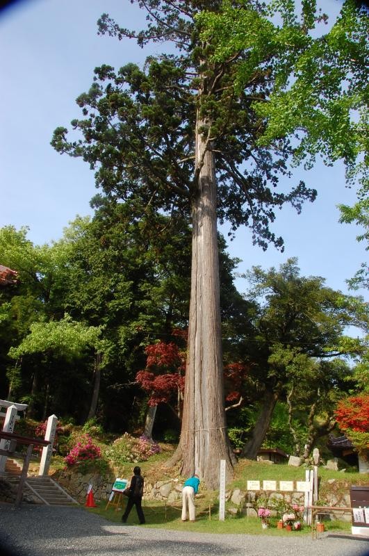 高さ約40mの夫婦杉は県天然記念物にも指定されています。