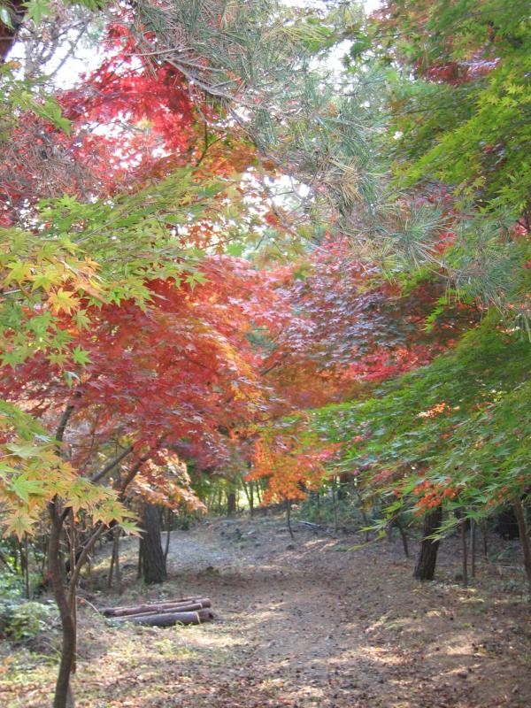 秋の紅葉も見ごたえがあります。