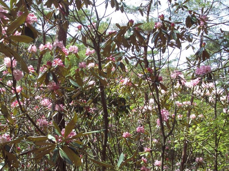 クロボヤ峡奥の池周辺にも見事な花が咲いています。