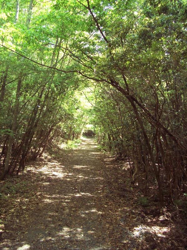 木立に囲まれたクロボヤ峡は、森林浴にも最適です。初夏のハイキングにいかが。