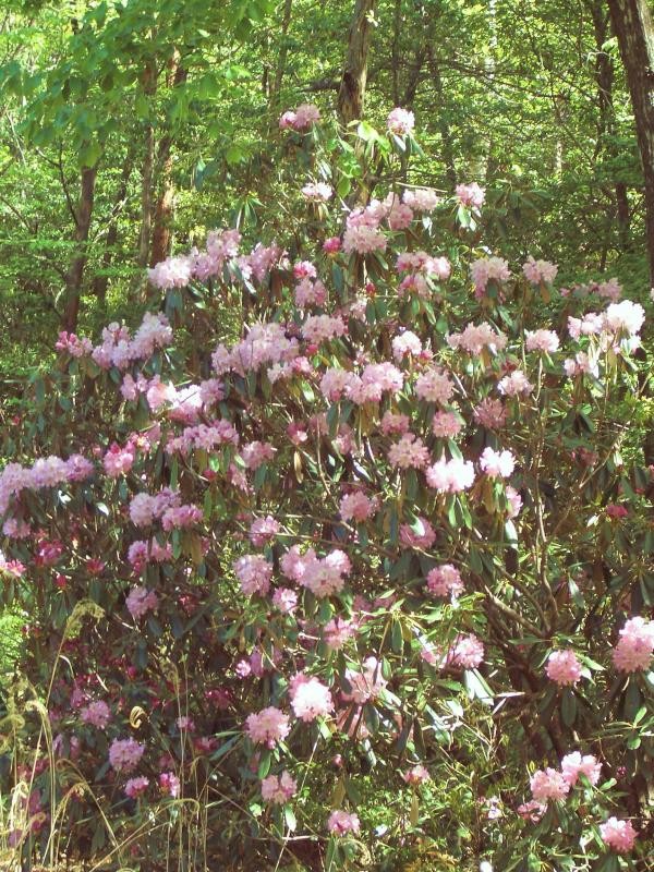 全体に大輪の花を咲かせるしゃくなげ。今年も、例年と同じく綺麗な花を咲かせています。毎年開催されている「福富しゃくなげ」コンテストの被写体としても絶好です。