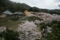 春の棲眞寺公園
