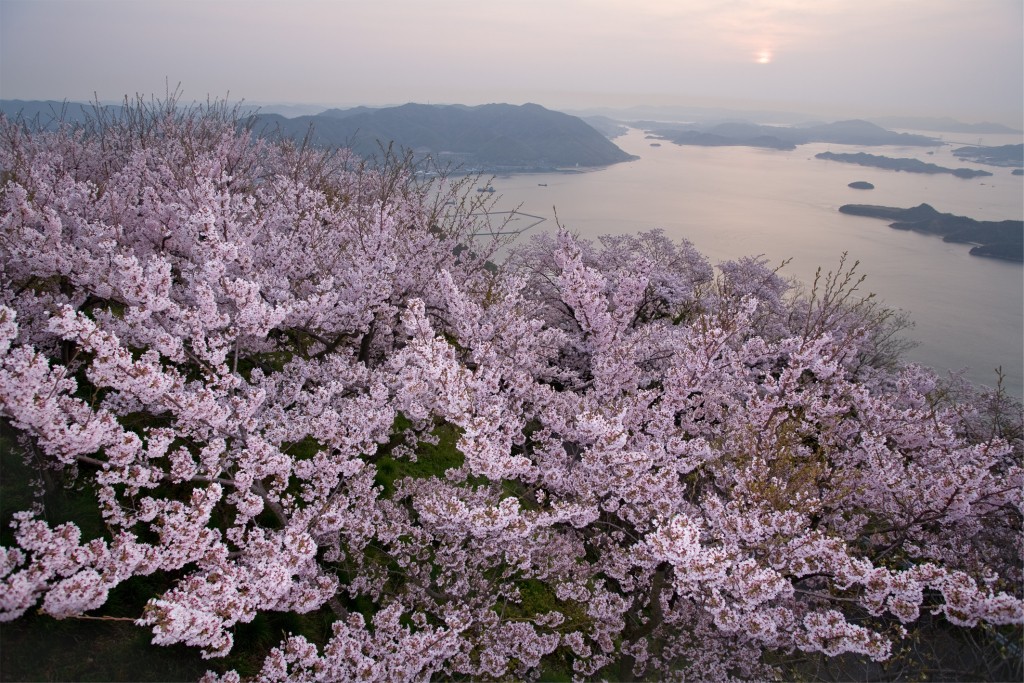 満開の桜と多島美のコラボレーションが楽しめる