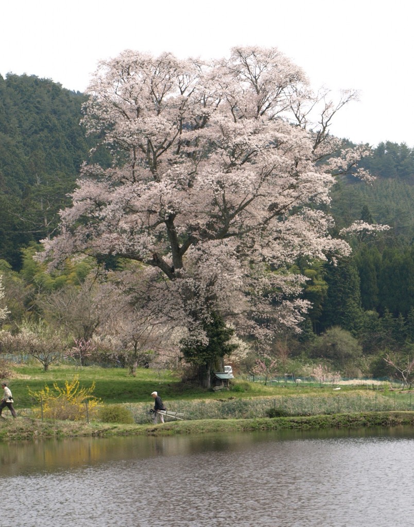 山野草マニアックス 31 山野草マニアックスNO.31 | ROKA BLOG