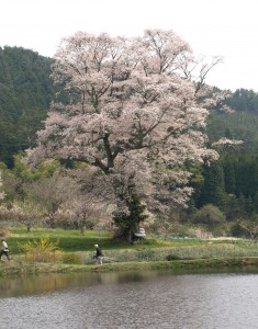 山野草マニアックス 31 91WslwtXa1L._AC_UF1000,