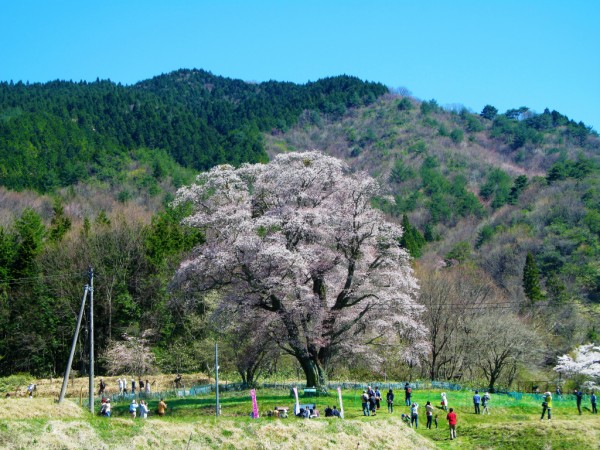 さやま桜様 サクラ（桜）：紅山桜（ベニヤマザクラ）/大山桜（オオ