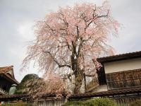 隣の金秀寺にも枝垂れ桜があり、併せて見学するのもおすすめです。