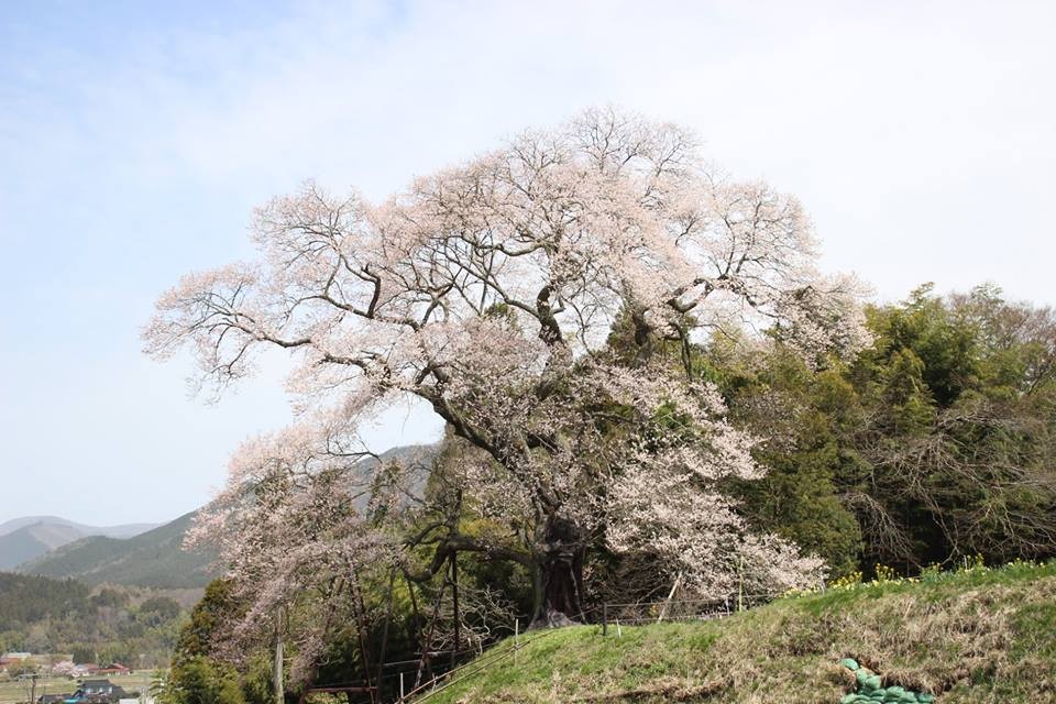 専門店では 日本古来の精神性,民族性の象徴である桜の女傑,川島眞佐 