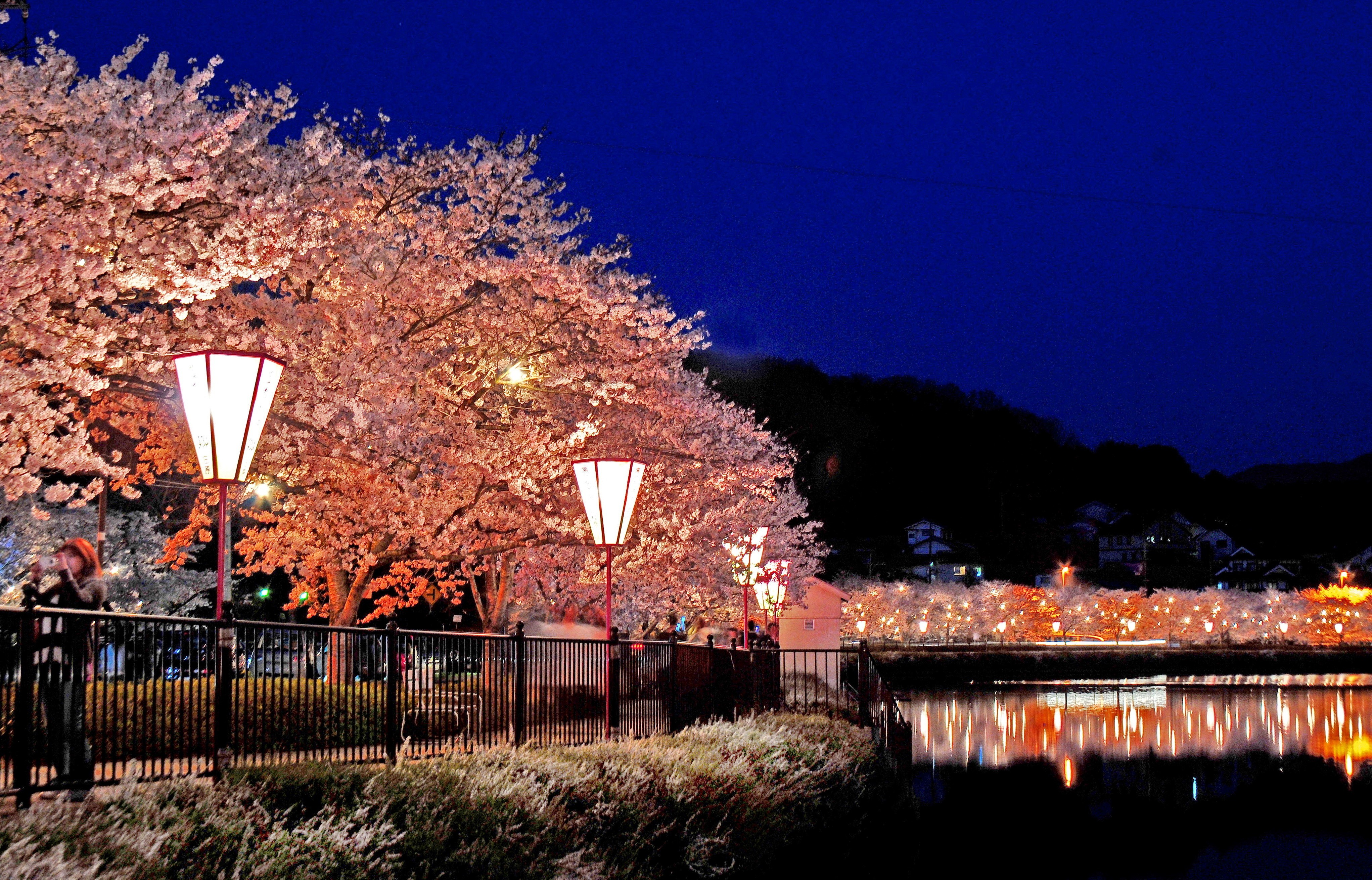 湖面に映える夜桜の美しさは格別