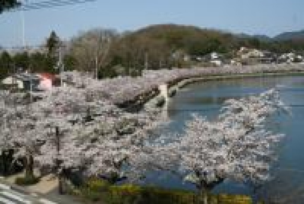 上野公園の桜 | 【公式】広島の観光・旅行情報サイト Dive! Hiroshima