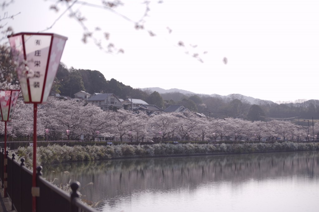 上野公園の桜 | 【公式】広島の観光・旅行情報サイト Dive! Hiroshima