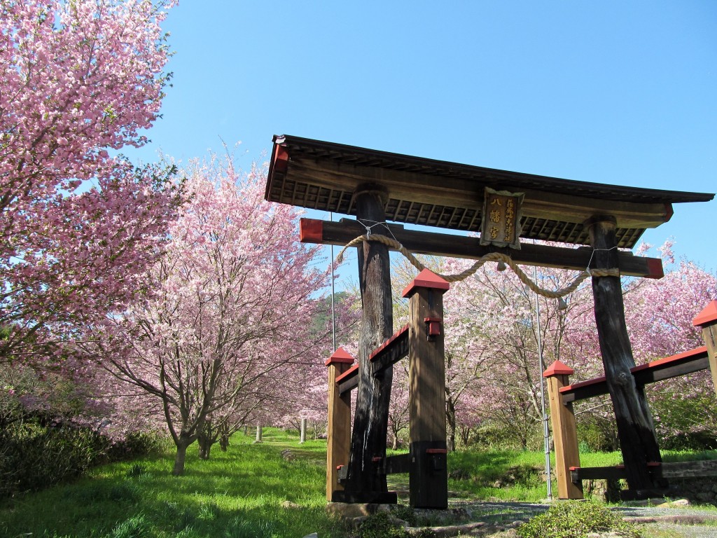 サトザクラ　見頃は4月中旬～下旬