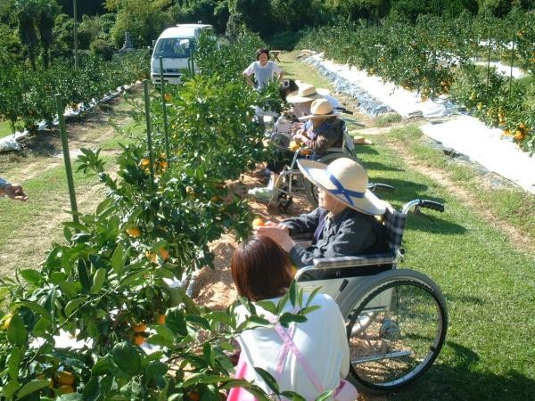 園内道を芝生で整備したバリアフリー農園もあります。