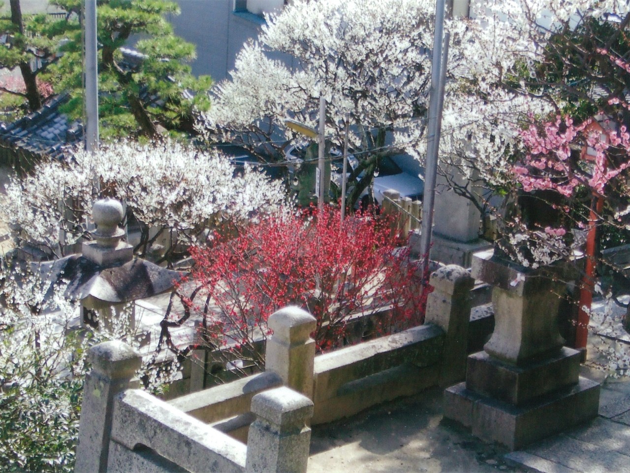 天満宮境内の梅