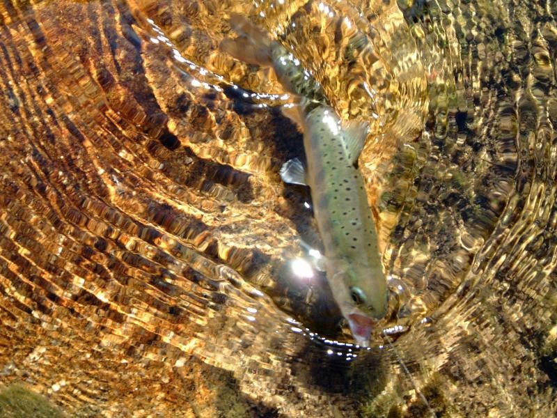 清流の女王「あまご」