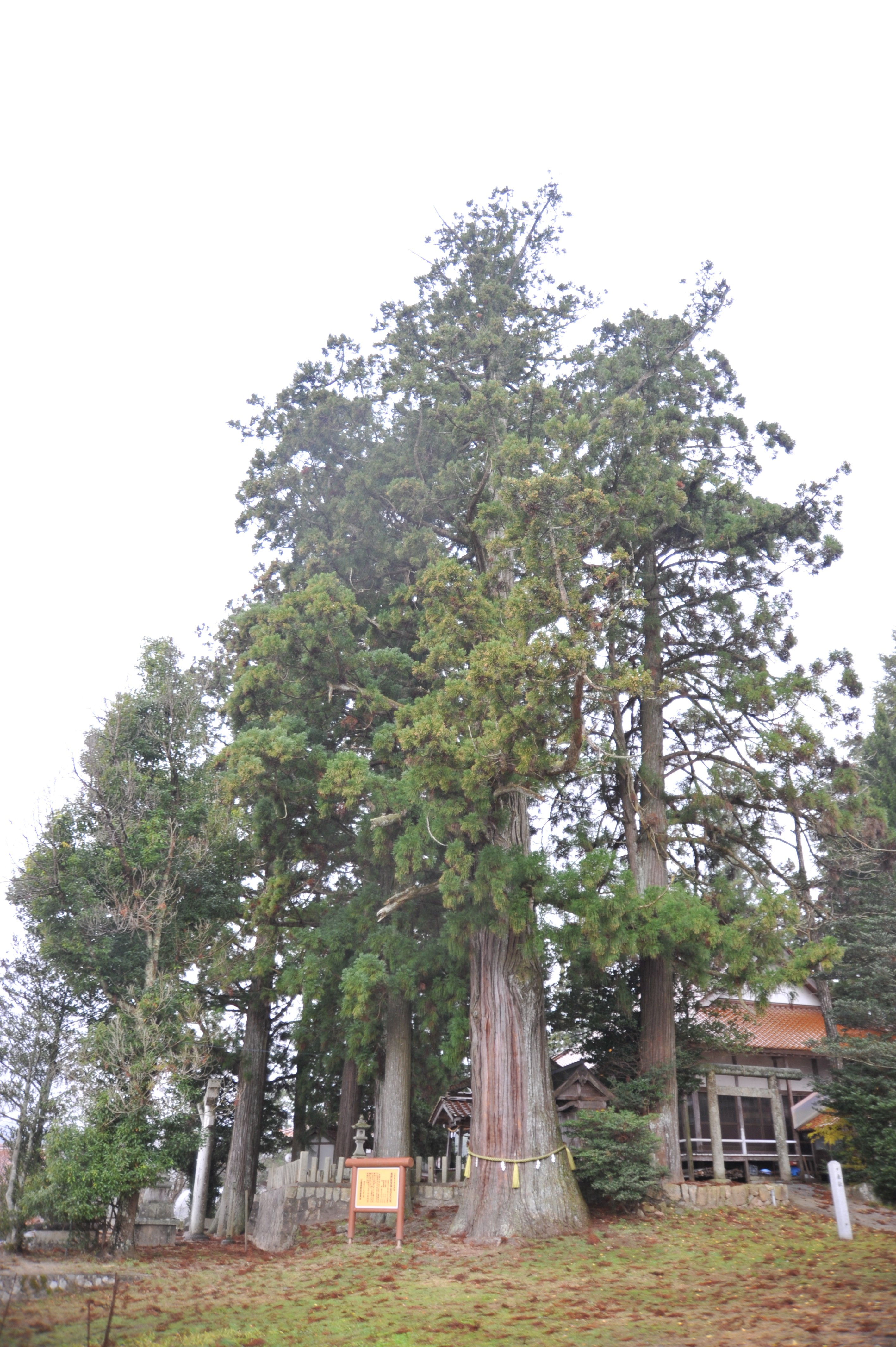 熊野神宮神社の大杉