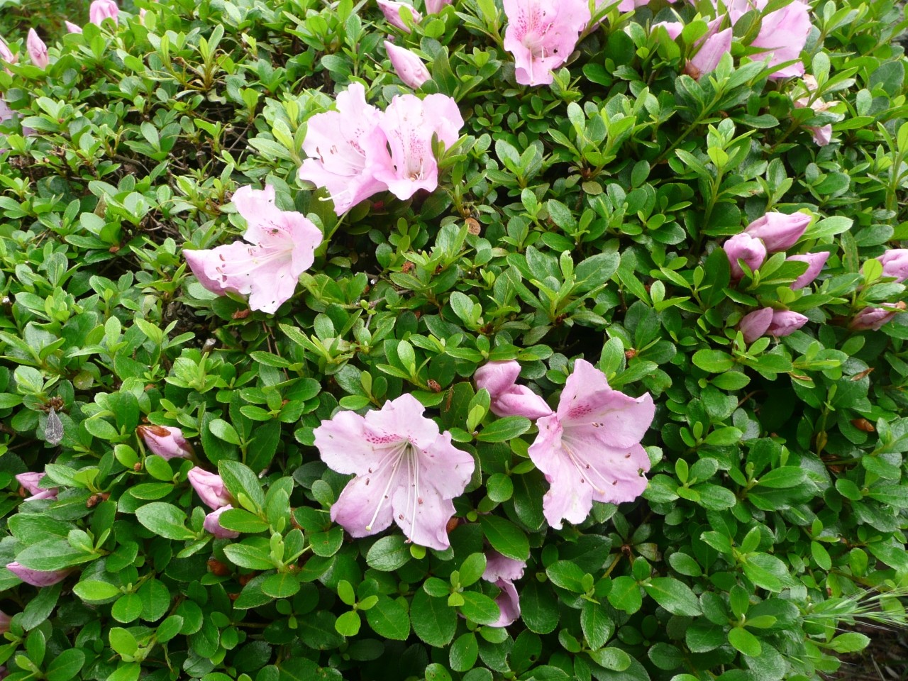 沢山の花を咲かせ公園をピンク色に染めます