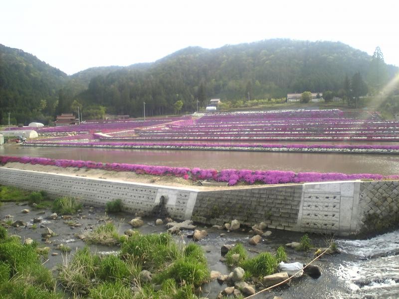 明眼寺と県道33号線を挟んで真向かいにある畦畔の芝桜。4月下旬から5月中旬にかけて見事な花を咲かせます。