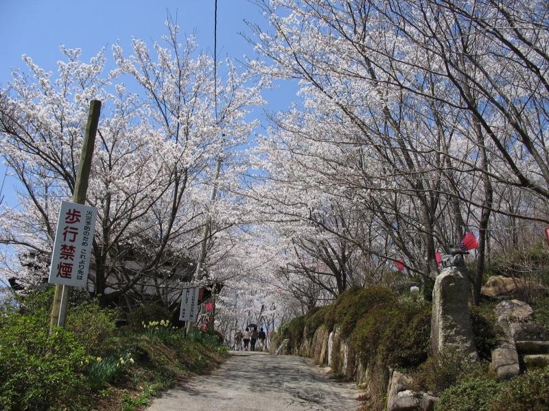 道の両側から桜が出迎えてくれます。