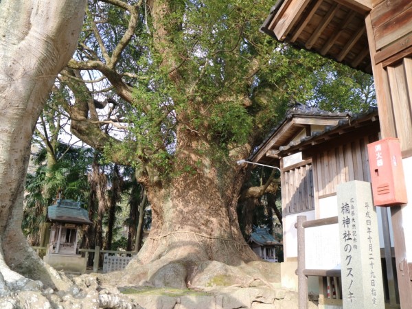 くすのき 楠神社のクスノキ | 【公式】広島の観光・旅行情報サイト Dive! Hiroshima