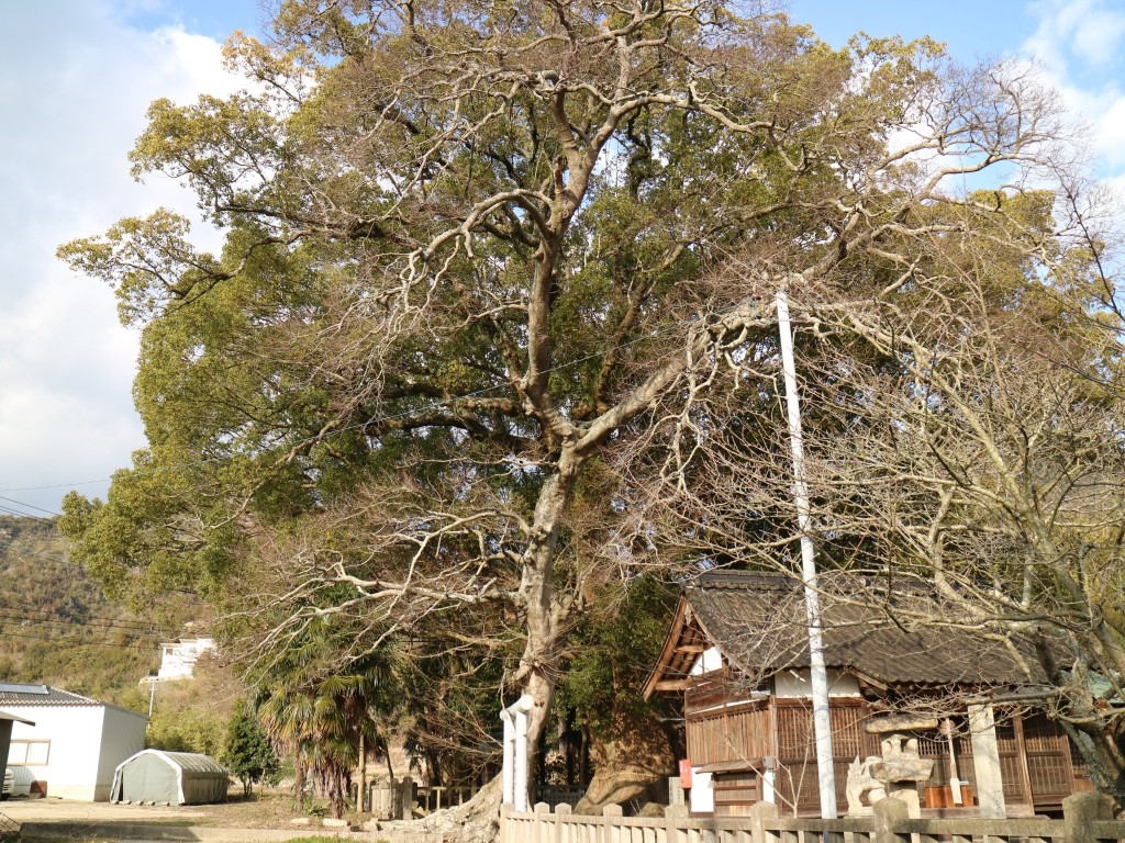 くすのき 楠神社のクスノキ | 【公式】広島の観光・旅行情報サイト Dive! Hiroshima
