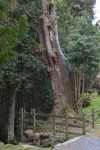 Kobori's big cypress