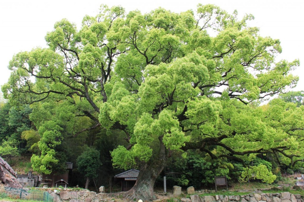 クスノキ クスノキ Cinnamomum camphora – ざっそう屋