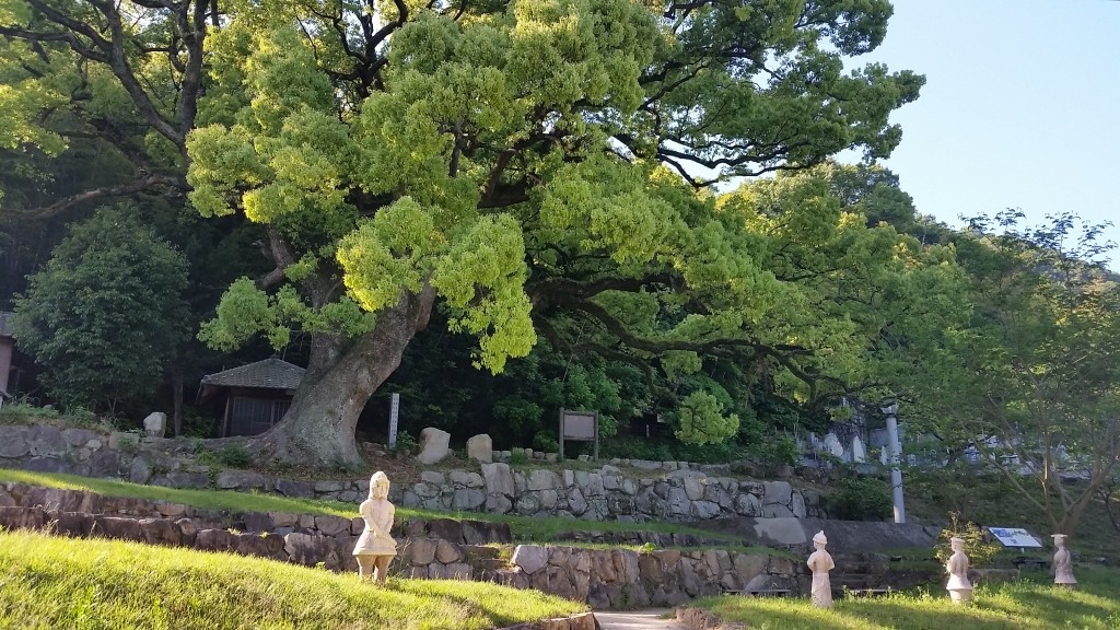 海田観音免のクスノキ