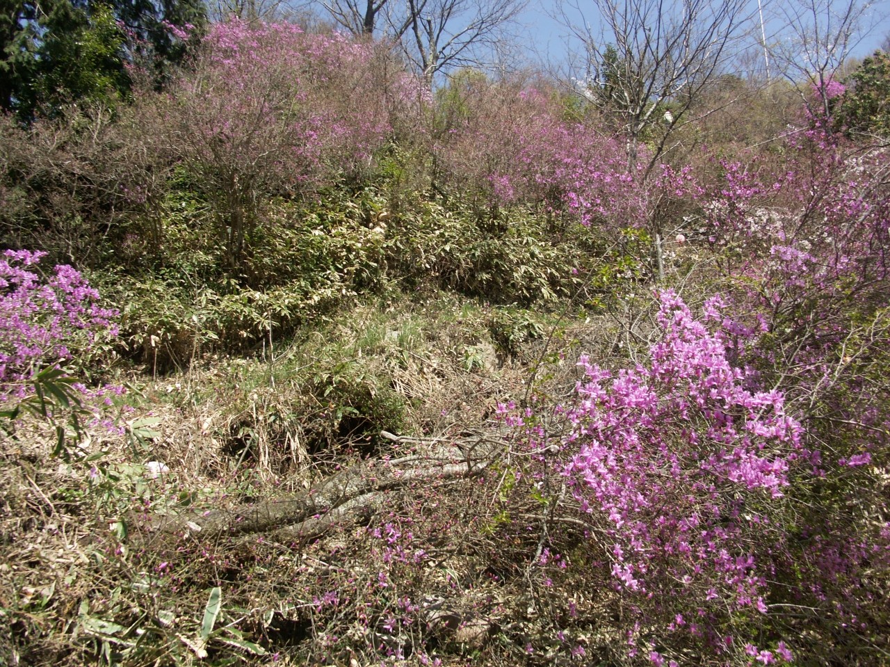 4月中旬、つつじがたくさん咲くころ「壬生城つつじまつり」が開催されます。