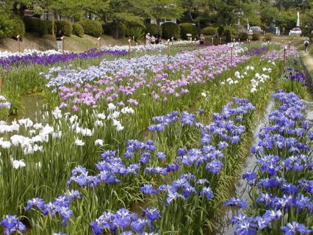 衆院金山ヒロシ『F10号』新額★漂う初夏の香りの菖蒲園 自然、風景画