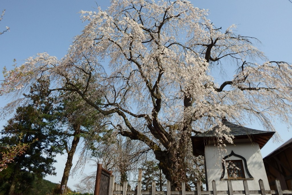 地久院の枝垂れ桜 | 【公式】広島の観光・旅行情報サイト Dive! Hiroshima