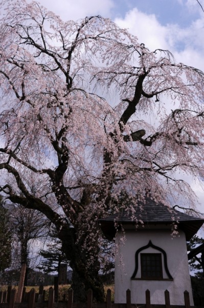 NH『枝垂れ桜』『クレマチス』 middle.jpg