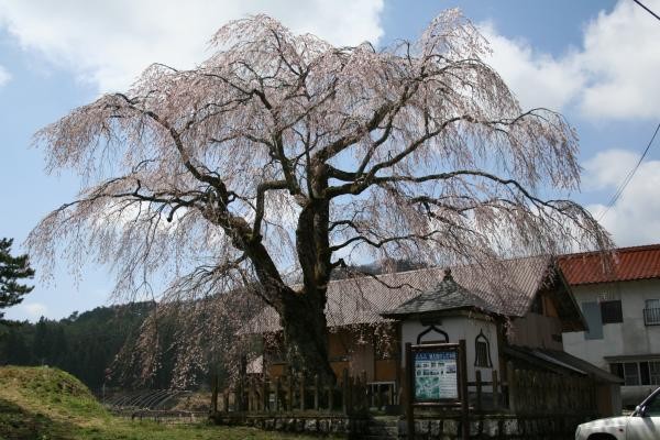 地久院の枝垂れ桜 | 【公式】広島の観光・旅行情報サイト Dive