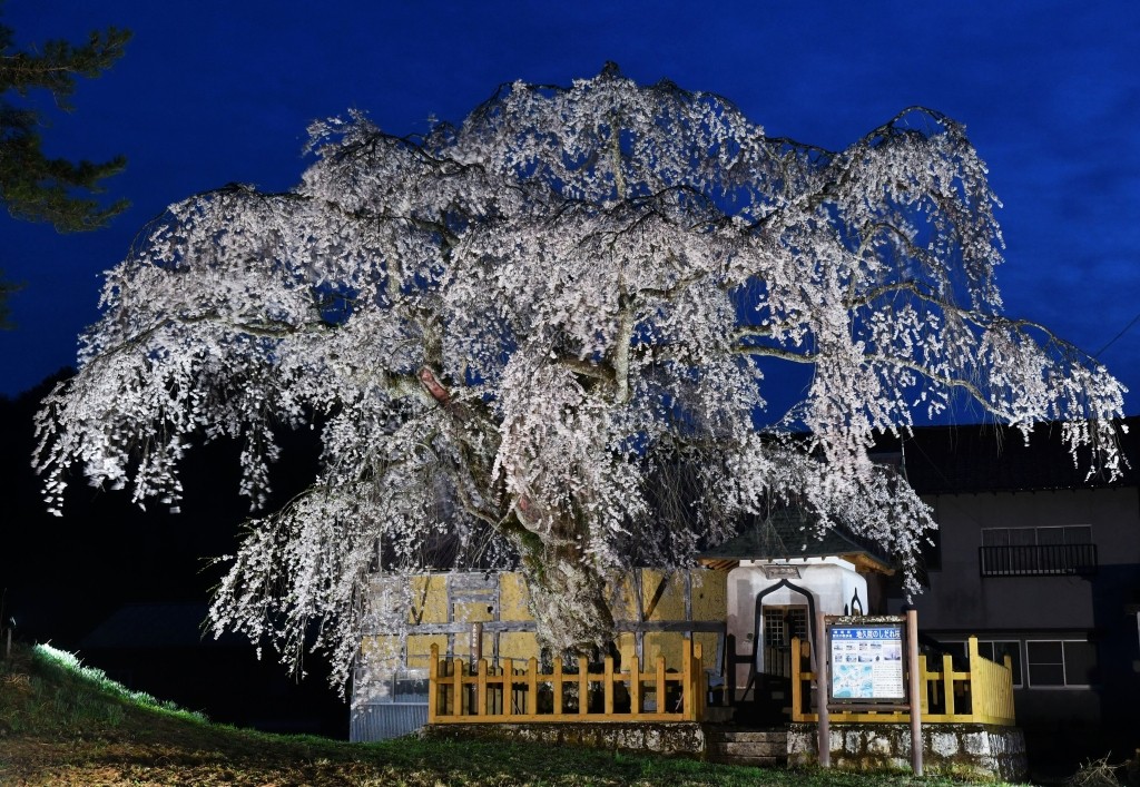 夜になるとライトアップされる