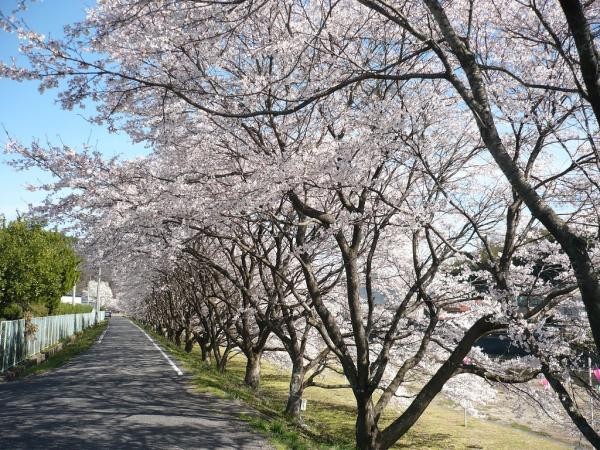 八重新地の桜並木