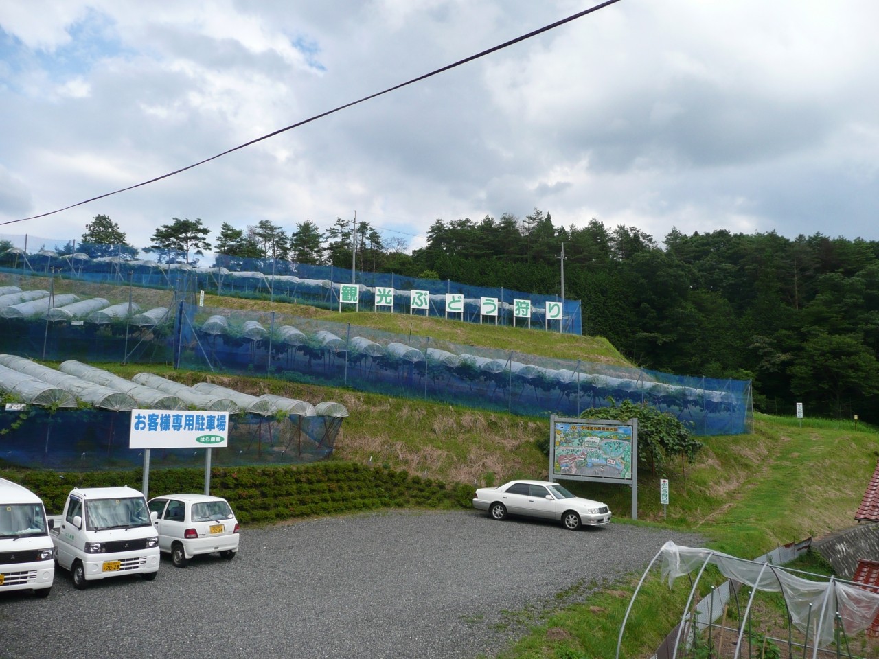 広い農園内には沢山のぶどうが植えられています。