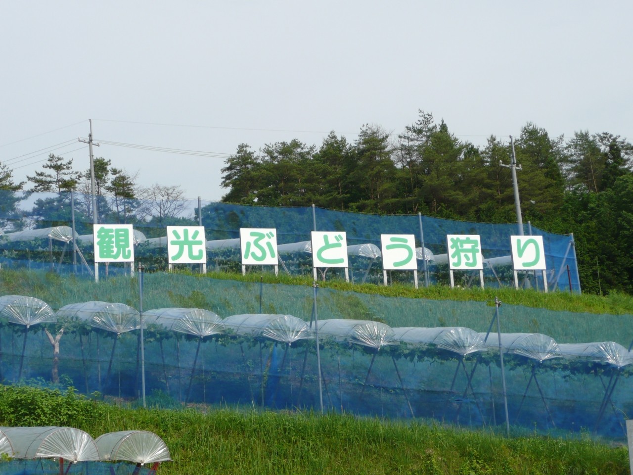 観光ぶどう狩りの案内看板