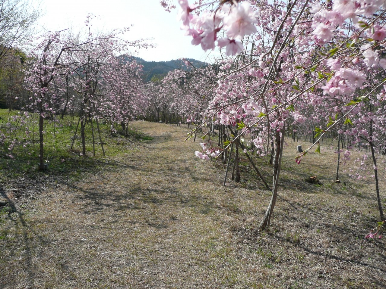 春には桜の花が公園一面を彩ります