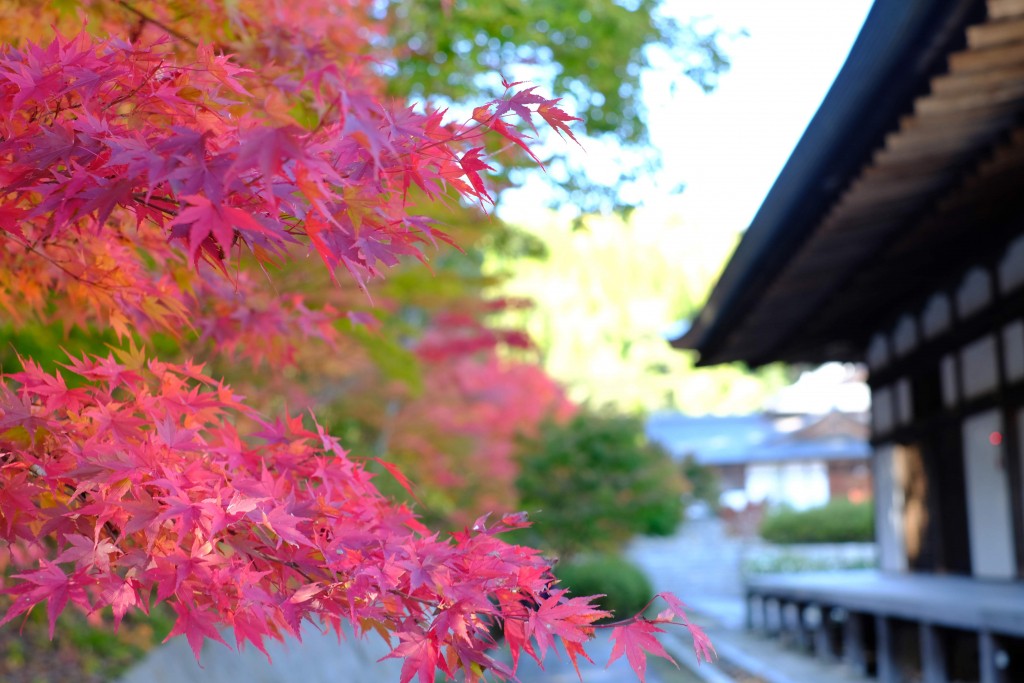 秋・紅葉が綺麗です。