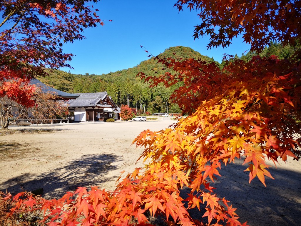 お寺の周りの紅葉が、綺麗に色付きました。