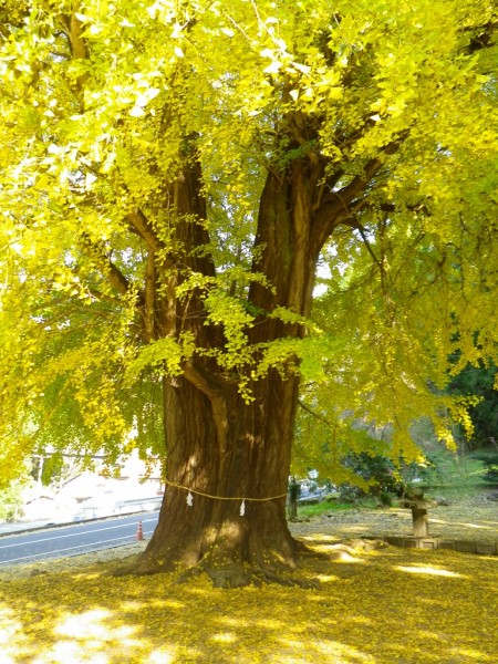 香淀の大イチョウ | 【公式】広島の観光・旅行情報サイト Dive! Hiroshima