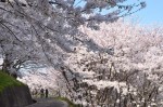 Mille fleurs de cerisier au sommet de la tour