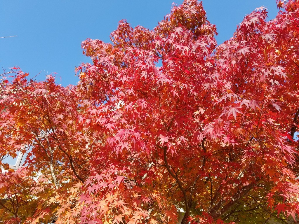 希望の象徴！幸運木【森からやって来た天然野生のもみの木さん＊樅の木