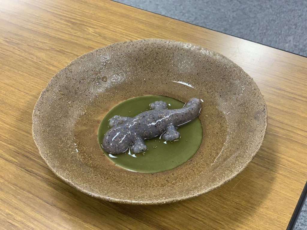 オオ サンショウウオ こんにゃく