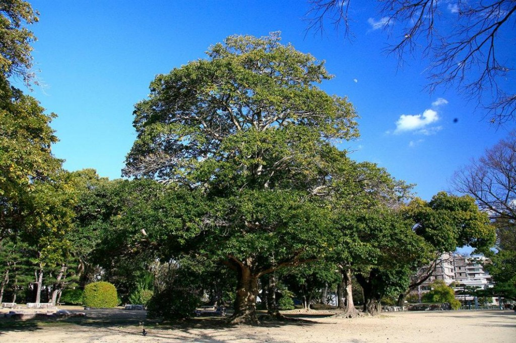 クロガネモチ(広島城内)(被爆樹木) | 【公式】広島の観光・旅行情報
