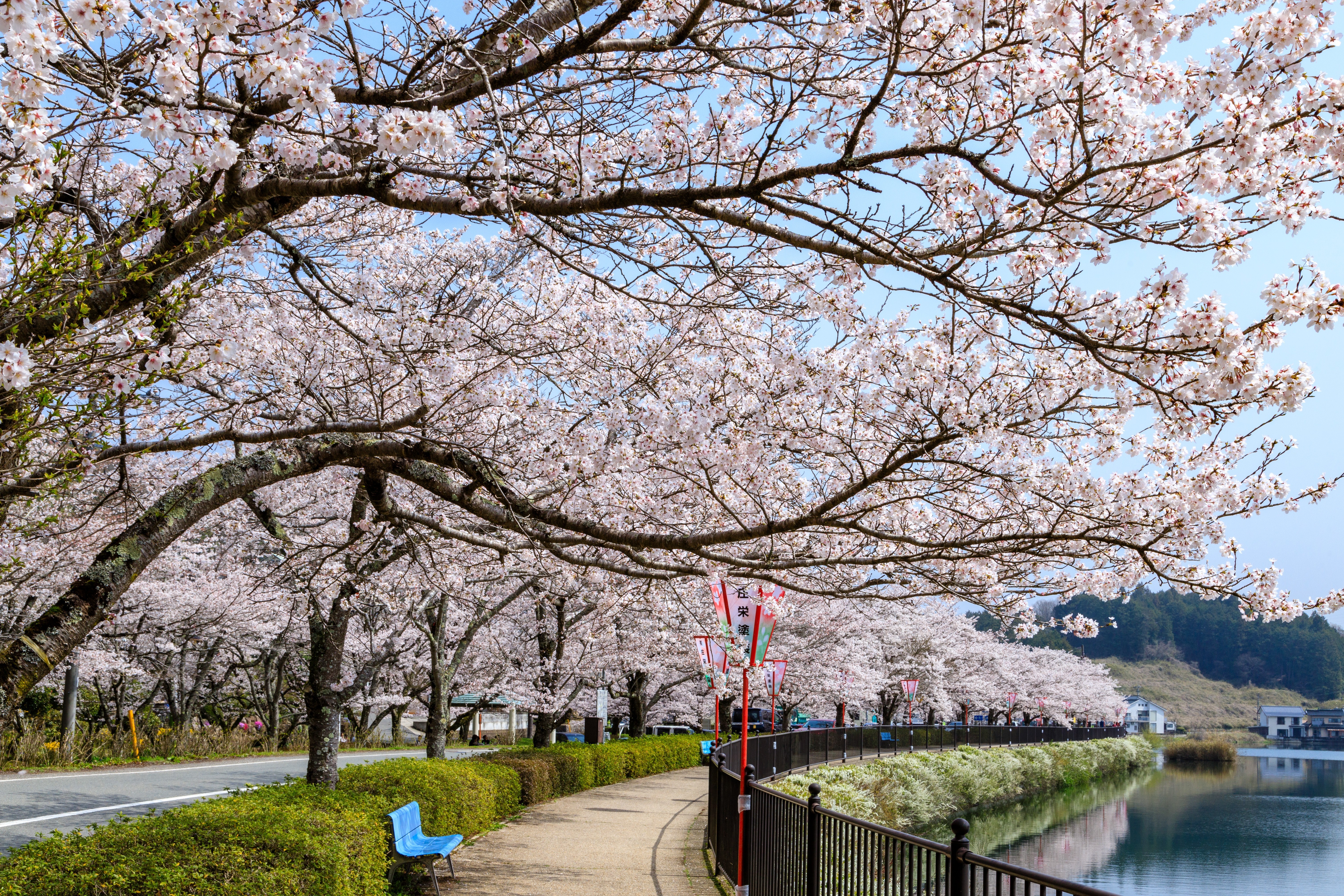 さくら名所100選にも選ばれた桜を見れます