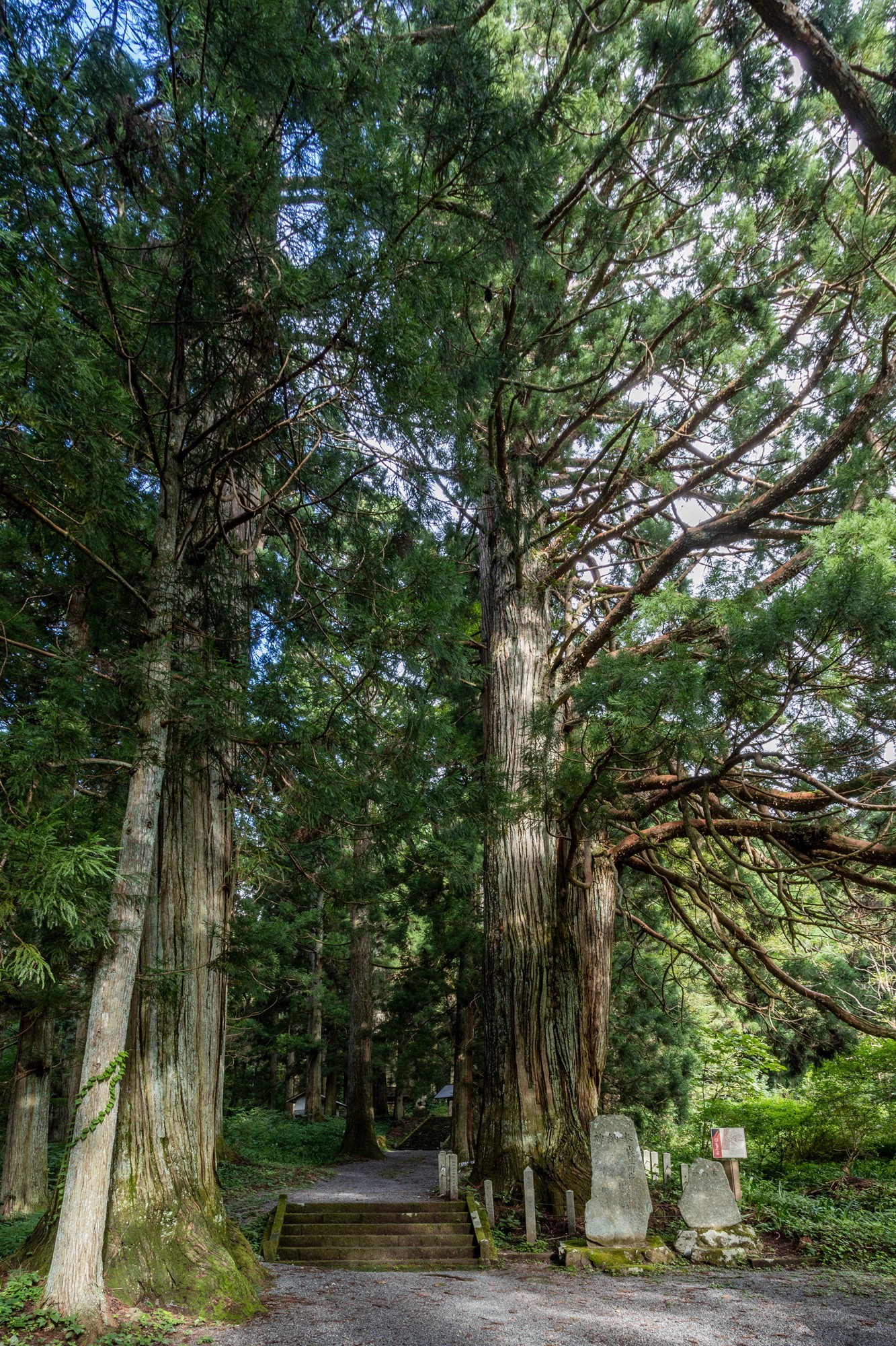 熊野神社は老杉群でも有名