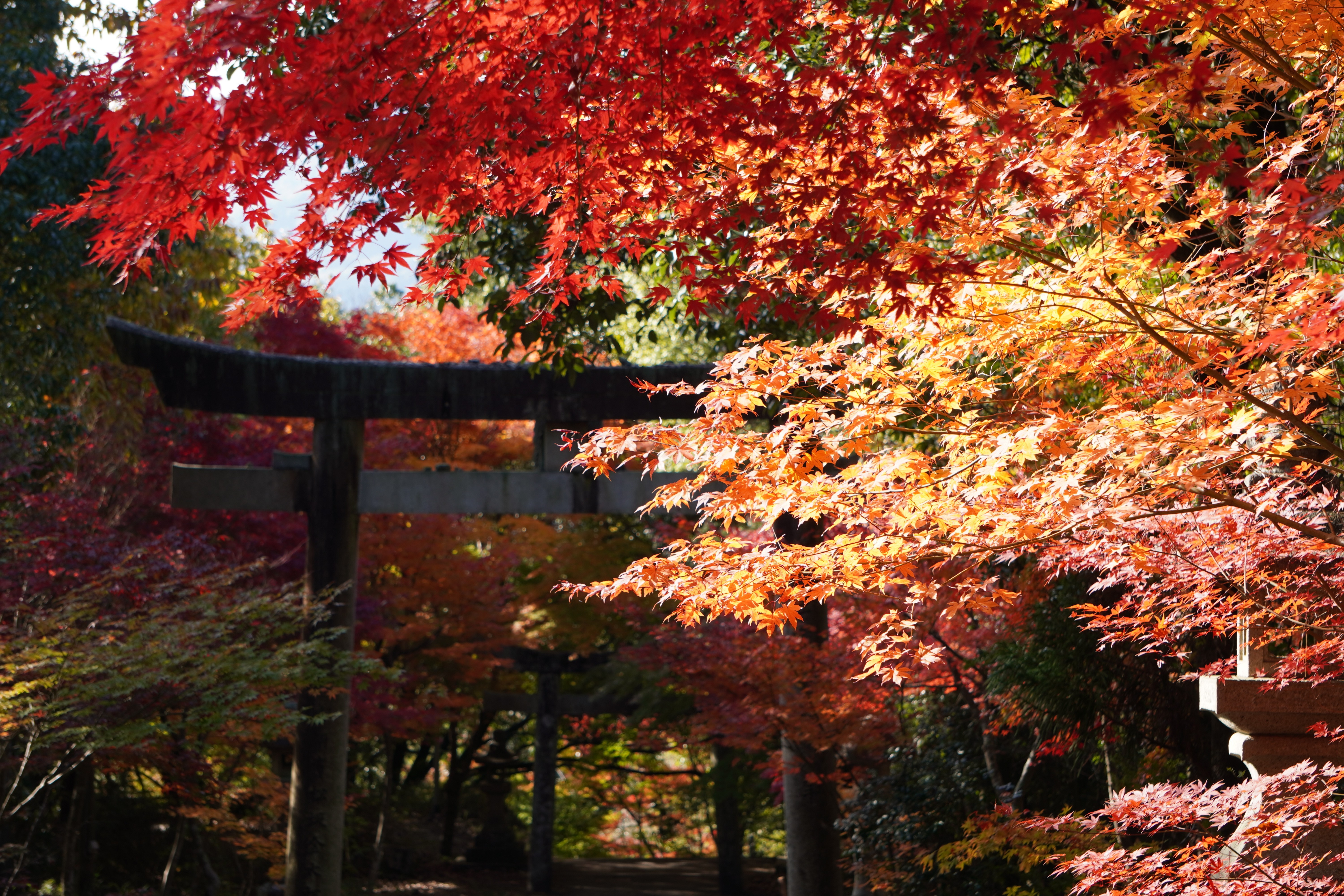 府中八幡神社は秋は紅葉がきれいです