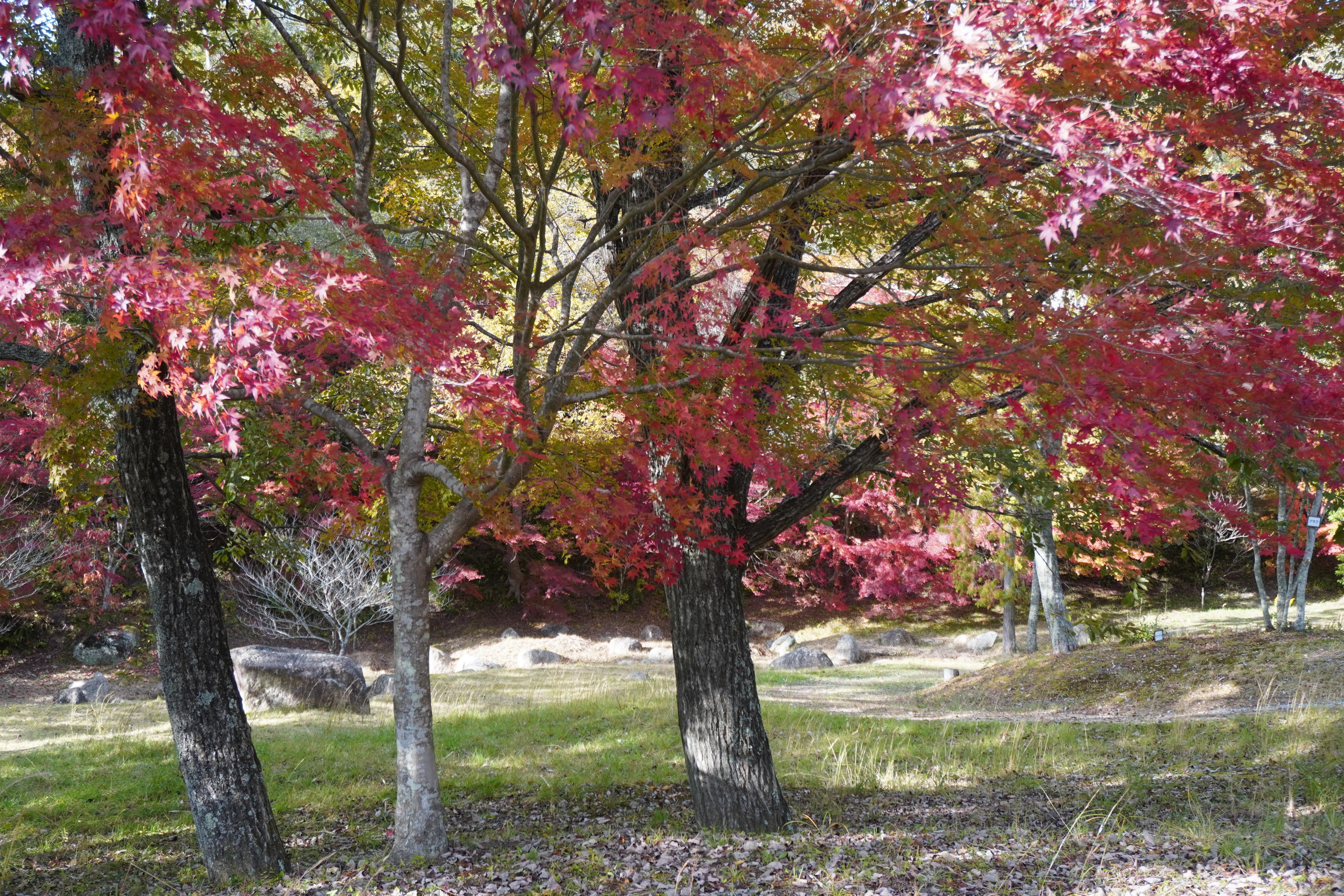 秋は紅葉がきれいです